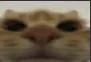 c_catt