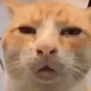 cat_oh