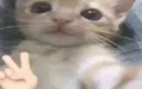 qq