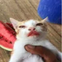 catmelon