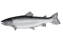 fishy fishy