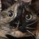 TheesCat