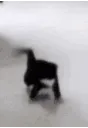 cat_kittyyay