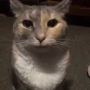 catstare