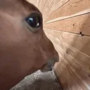 side_eye