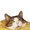 meatballhi