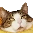 meatball