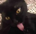justcat2
