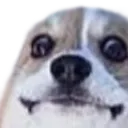 pup