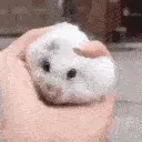 nola_bsquish