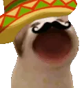 PopCatSombrero PopCatSombrero