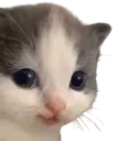 hehe_cat