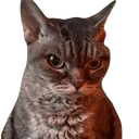 angryrae