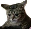 Catto