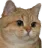 :chat: chat
