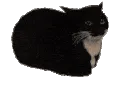 maxwellspin