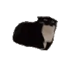 maxwellexcited