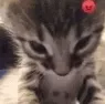AngryCat