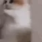 thecritter