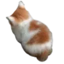 angycat