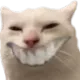 gatoscuffico gatoscuffico
