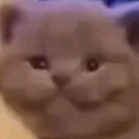 happycat