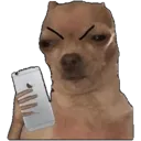 wtfdog
