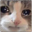 cryingcat3 cryingcat3