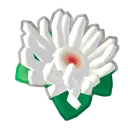 anemone