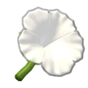 petunia