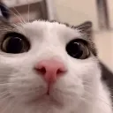 gustaCat gustaCat
