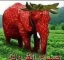 strawberry_elephant