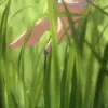ShorekeeperTouchGrass