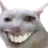 catOnCocaine catOnCocaine