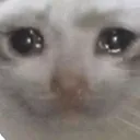 sadcat