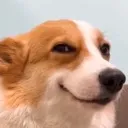 smilingcorgi