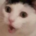 wow1