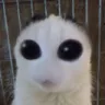 baba