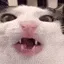 muncheatcat