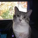 shadowcatprobablyidk