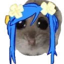 HamterQueen HamterQueen