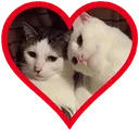 CIcatlove