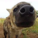 H_Sniff