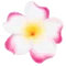 y_pink_flower