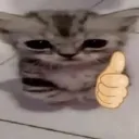 gatojoia6