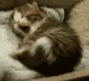 kitty_sleepy kitty_sleepy