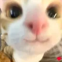 cutecatnose