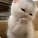 shy