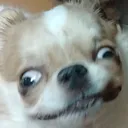 dog17 dog17