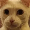 HitWitDaGhibliStare HitWitDaGhibliStare